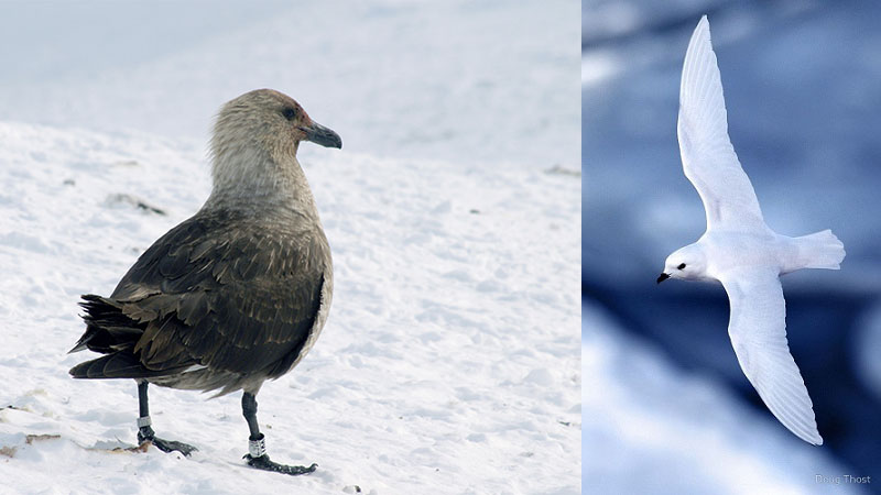 South polar skua & snow petrel