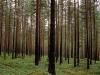 Biogenic emission fluxes
