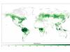 Tree cover distribution in 2000