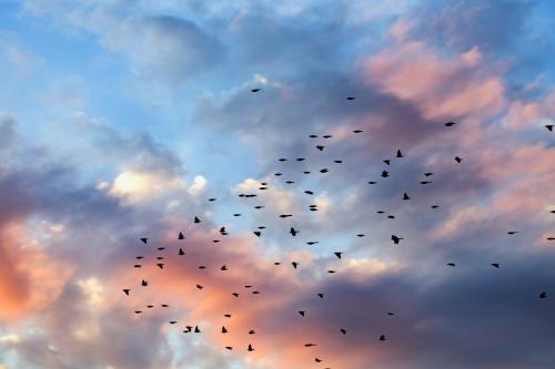 The complex colouring of the sky