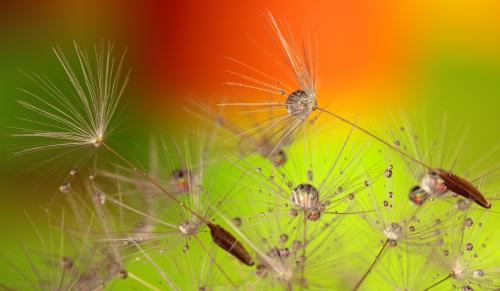 Acid rain vegetation
