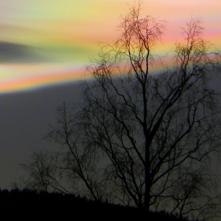 Polar stratospheric clouds behind tree